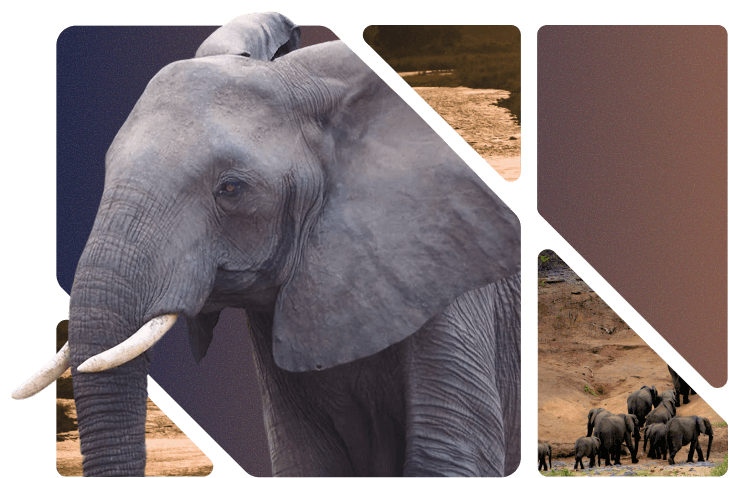 Challenge Illustration