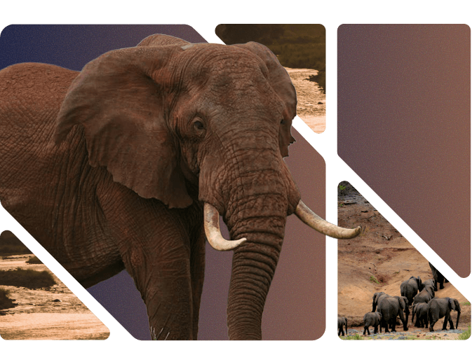 Challenge Illustration