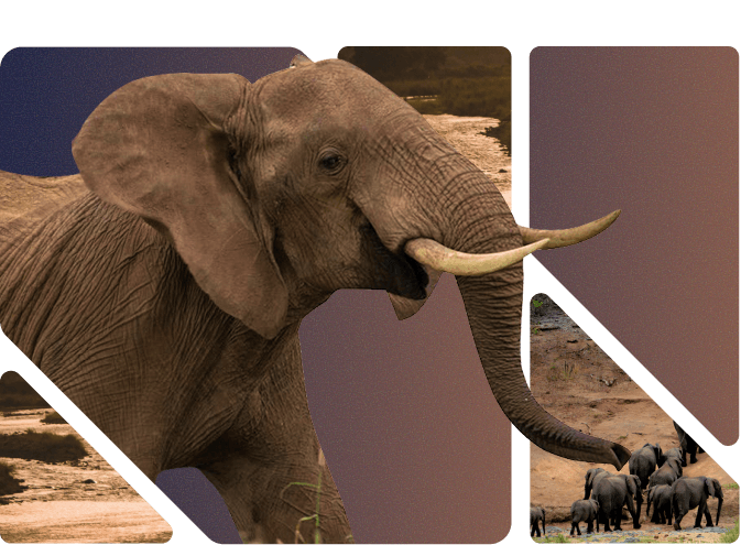 Challenge Illustration