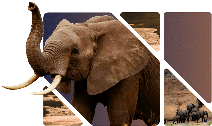 Challenge Illustration