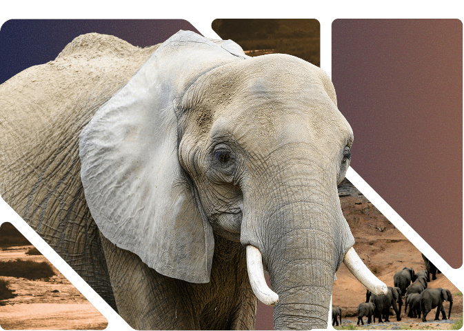 Challenge Illustration