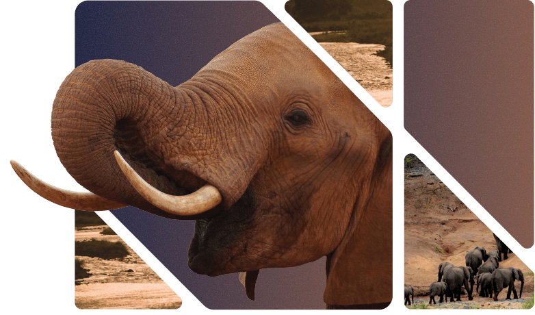 Challenge Illustration