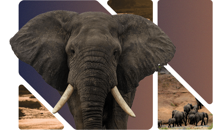 Challenge Illustration