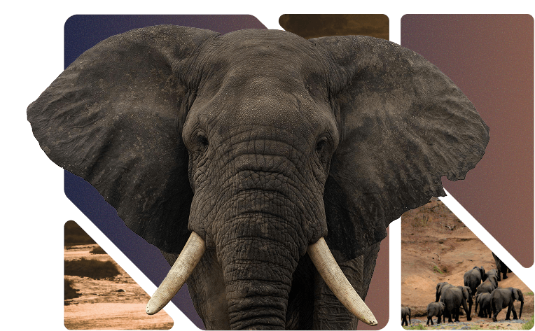 Challenge Illustration