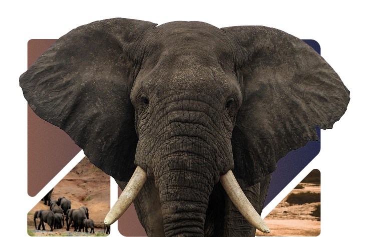 Purplepatch Content Engine