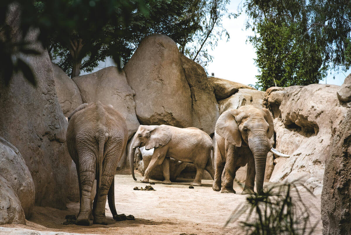 Elephants walking in savanna