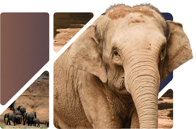 Purplepatch Content Engine